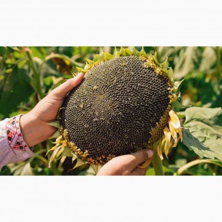 Насіння соняшника - НЕО - високоврожайний, посухостійкий гібрид під гранстар