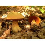 Мицелий грибов: дубовик, чесночник, рядовка, говорушка, дождевик, веселка, волнушка