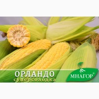 Насіння цукрової кукурудзи Орландо F1, Sh2, 78-80 днів, 4000 нас
