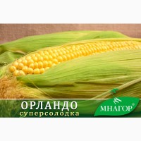 Насіння цукрової кукурудзи Орландо F1, Sh2, 78-80 днів, 4000 нас