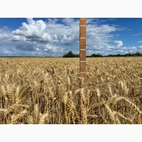 Пшениця м#039;яка озима Лірика білоцерківська, супер еліта