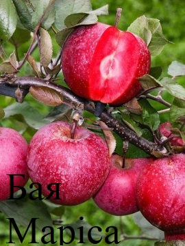 Фото 2. Саженцы яблонь с красной мякотью, набор 3 шт, сорта Эра(1метр)Сирена и Бая Мариса больше 1м