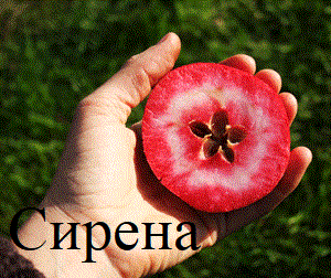 Фото 3. Саженцы яблонь с красной мякотью, набор 3 шт, сорта Эра(1метр)Сирена и Бая Мариса больше 1м