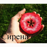 Саженцы яблонь с красной мякотью, набор 3 шт, сорта Эра(1метр)Сирена и Бая Мариса больше 1м