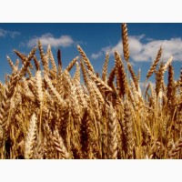 Продам посівний матеріал пшениці Шестизерна 1 реп-ція