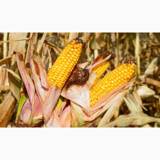 Кукурудза Вакула (ФАО 250) / Високоврожайний гібрид кукурудзи