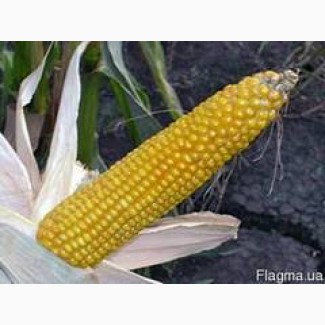 Посевной материал Кукуруза Биг Стар (Евралис)