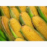Семена кукурузы Патриция ФАО 300 (экстра фракция)