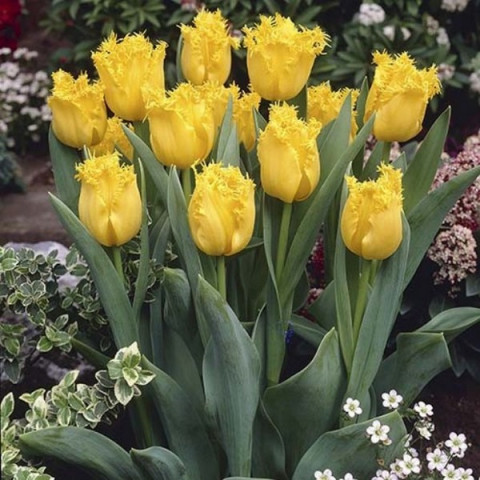 Фото 4. Продаю луковицы махровых тюльпанов (желтые, белые)