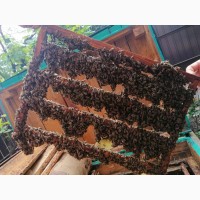 Продаются пчеломатки Карпатка. Бджоломатки