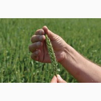 Продам посівний матеріал пшениці Шестизерна Еліта