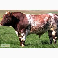 КУПЛЮ : бык, корова, телка, от 180кг-600.кг лошадь