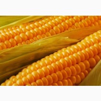 Семена кукурузы, Тиадор ФАО 360, (фракция стандарт) гибрид F1