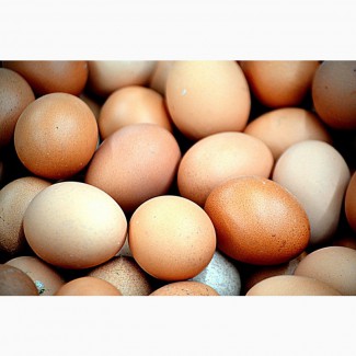 К реализации инкубационное яйцо и суточный цыпленок