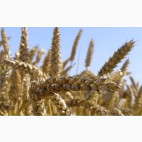 Продам посівний матеріал пшениці Нива Одеська 1ша реп-ція