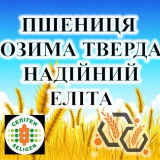 Насіння озимої ТВЕРДОЇ пшениці НАДІЙНИЙ еліта СГІ