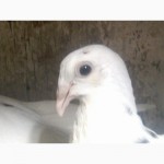 Продам одесских горбоносых голубей