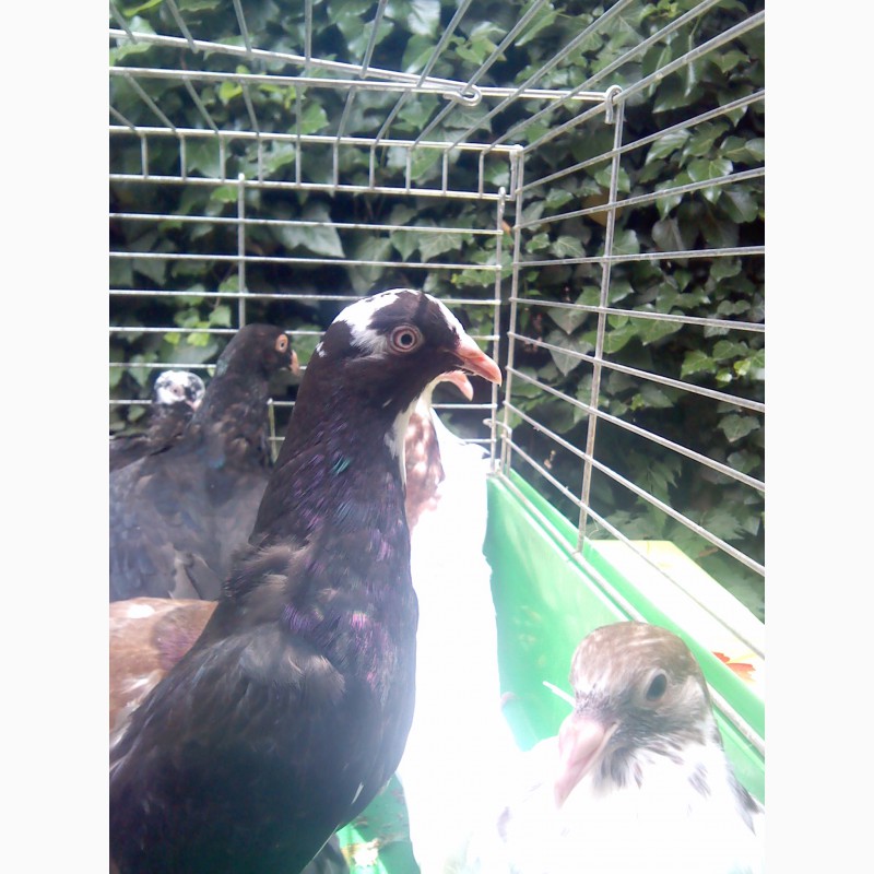 Фото 2. Продам одесских горбоносых голубей