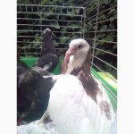 Продам одесских горбоносых голубей