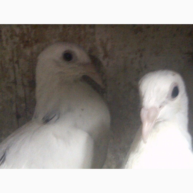 Фото 5. Продам одесских горбоносых голубей