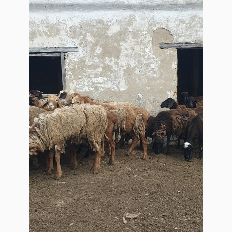 Фото 6. Продам курдючных племенных овец