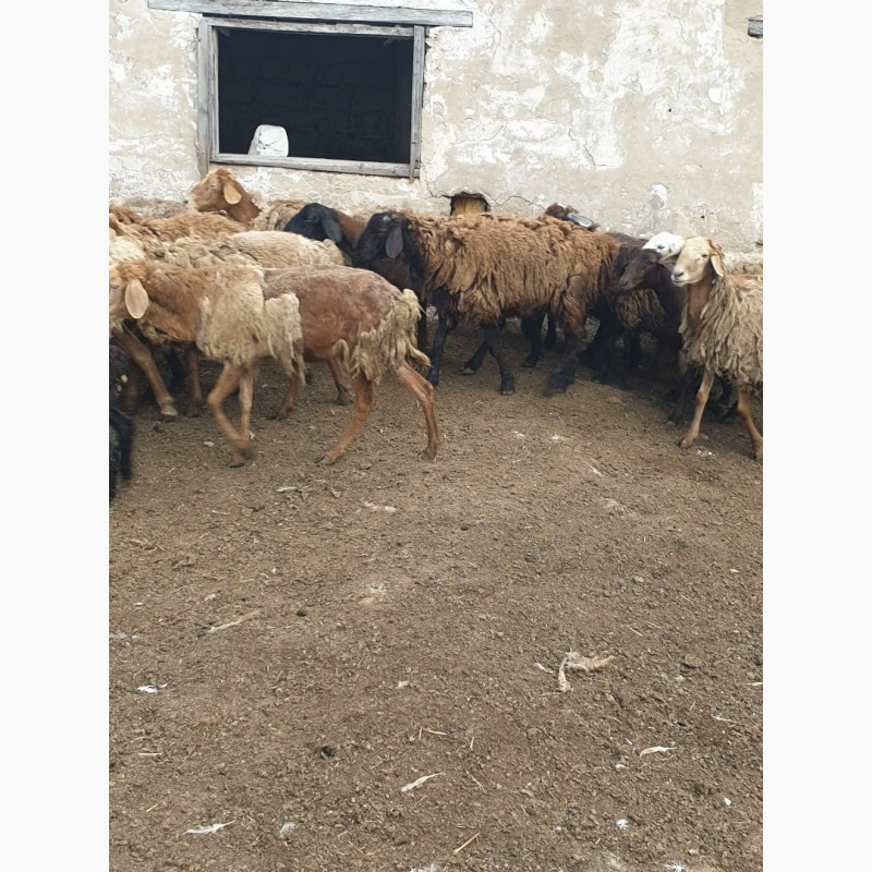 Фото 7. Продам курдючных племенных овец