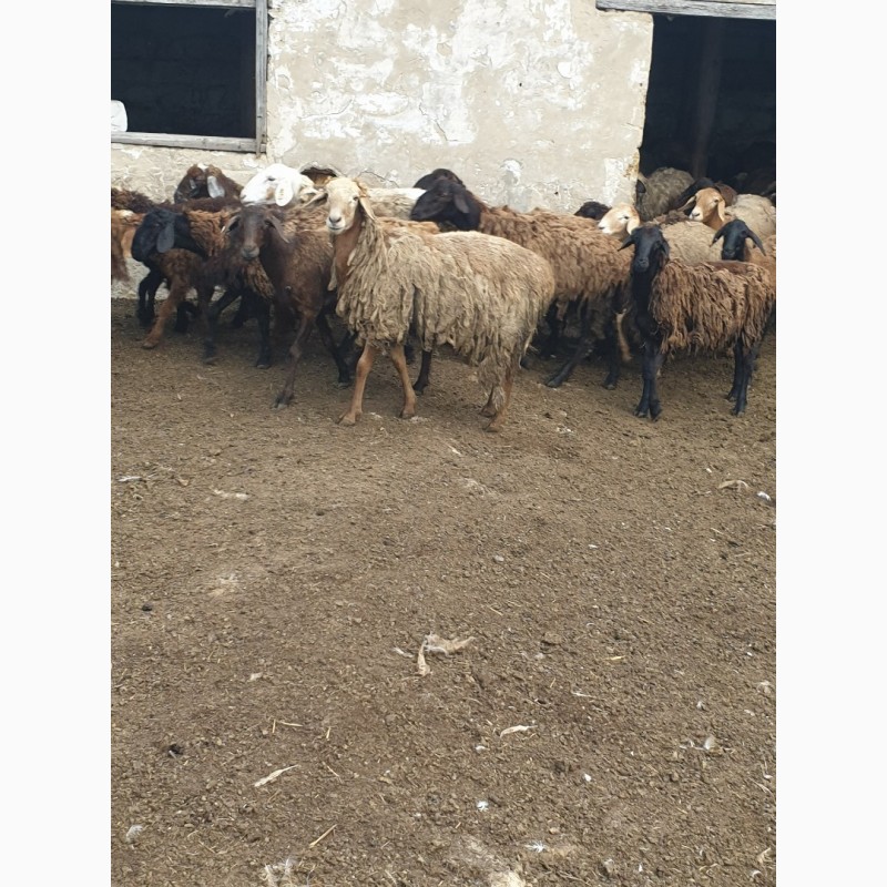 Фото 8. Продам курдючных племенных овец