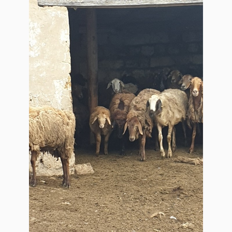 Фото 9. Продам курдючных племенных овец