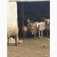 Продам курдючных племенных овец