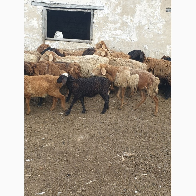 Фото 10. Продам курдючных племенных овец