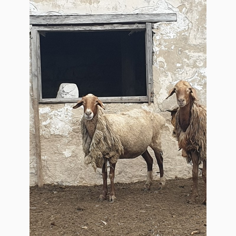 Фото 11. Продам курдючных племенных овец