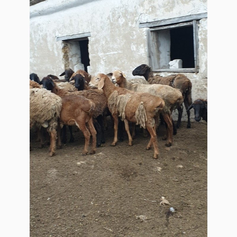 Фото 12. Продам курдючных племенных овец