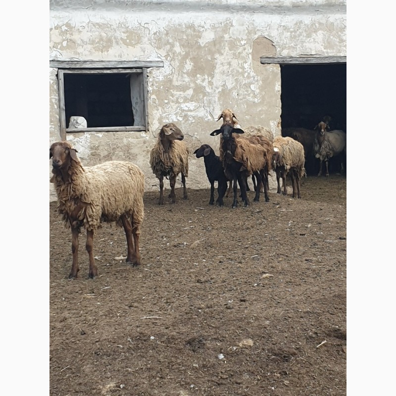 Фото 13. Продам курдючных племенных овец