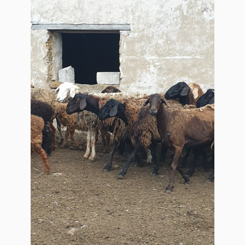 Фото 15. Продам курдючных племенных овец