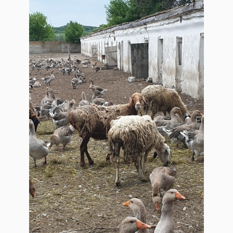 Фото 18. Продам курдючных племенных овец