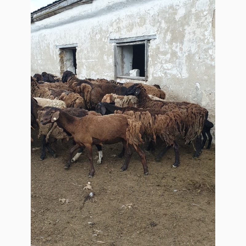 Фото 3. Продам курдючных племенных овец