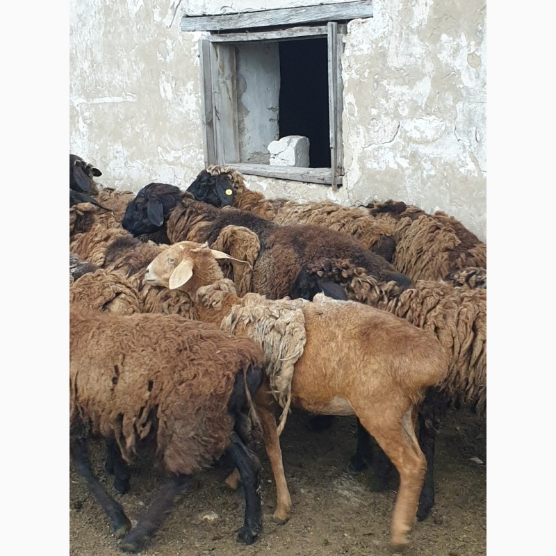 Фото 4. Продам курдючных племенных овец