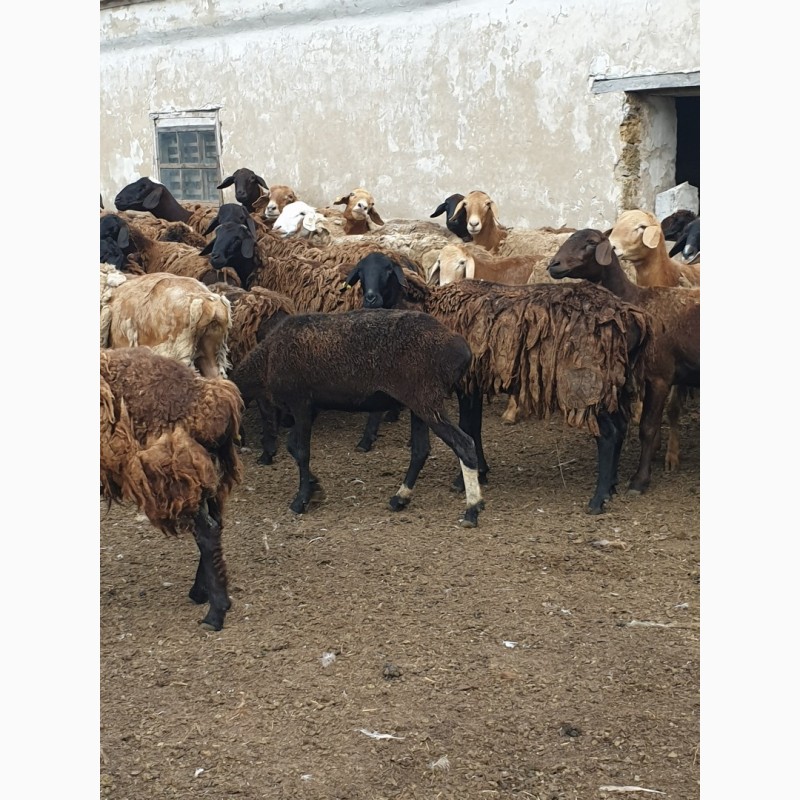 Фото 5. Продам курдючных племенных овец