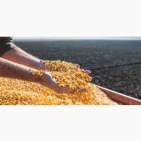 Есть покупатели кукурузы от 200 тонн