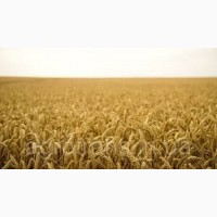 Семена озимой пшеницы АНТОНОВКА