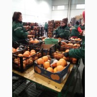 Работа для женщин, мужчин и пар на складах фруктов и продукто в Литве