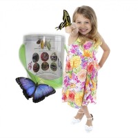 Бабочкарий - домашняя ферма бабочек с 2 куколками
