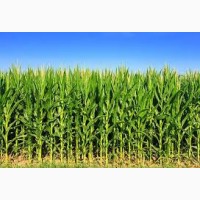 Днепровский 181 СВ ФАО 180 семена кукурузы