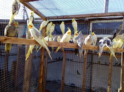 Фото 6. Продам попугаев, карелл и какариков