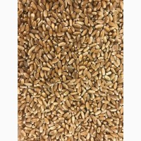 Закуповуємо пшеницю фуражну по Волинській області