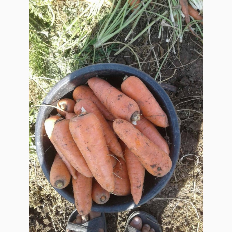 Фото 2. Морква з поля Хороша якість Доставка от Фермера