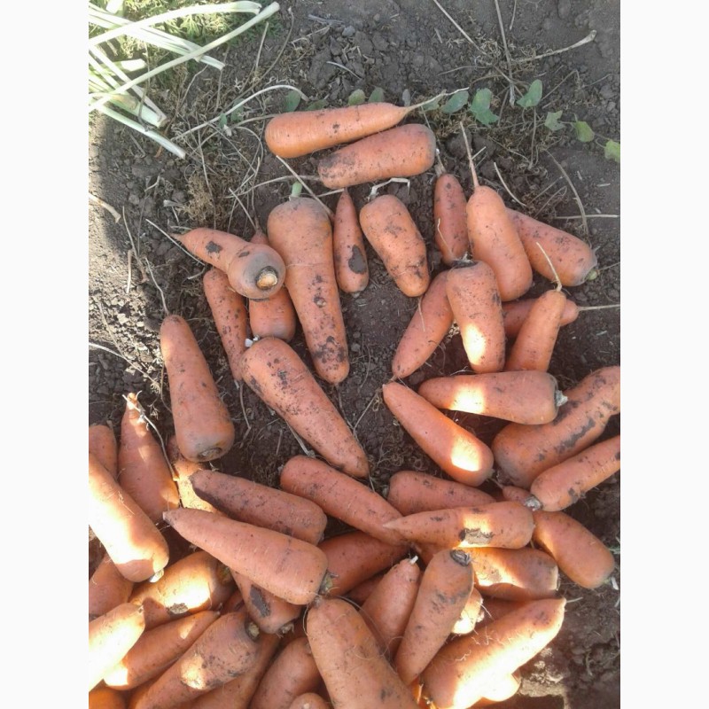 Фото 5. Морква з поля Хороша якість Доставка от Фермера
