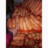 Продам лук белый, желтый и другие овощи с Кыргызтана