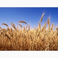 Закуповуємо пшеницю 2 кл, 3 кл, та фураж відповідно до Держстандарту