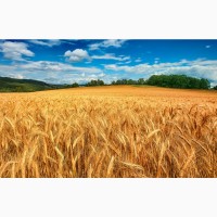 Озима пшениця Нива Одеська Еліта